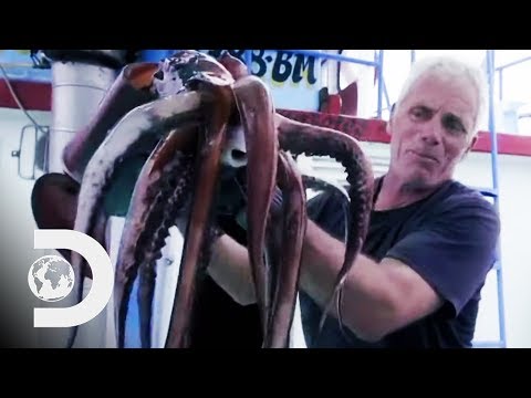 Fishing For Deadly Humboldt Squid Off The Coast Of Peru | River Monsters