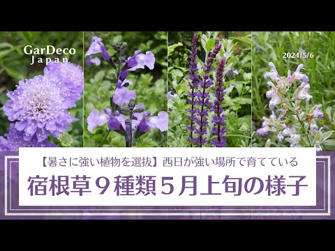 これらの 12 種類の風に強い植物は、風の強い庭で育てるのに最適です  庭園