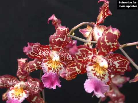 , title : 'Odontoglossum Orchid | Identify Breed By Picture - Flower Odontoglossum Orchid'