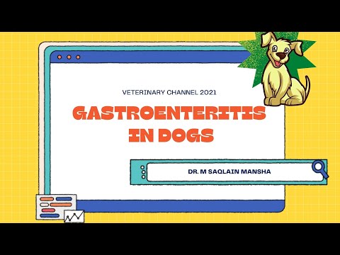 Gastroenteritis in Dogs: Signs, Causes, Treatment & Recovery