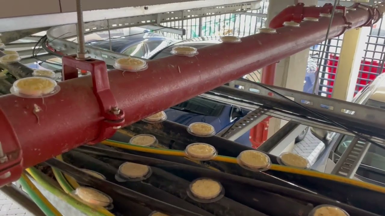 Fugle fri - Fuglebeskyttelse for urbane miljøer - 15 stk skåler