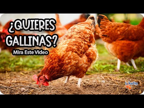 , title : 'Como EMPEZAR Con GALLINAS - 7 Consejos BASICOS Para Tener GALLINAS  || La Huertina De Toni'