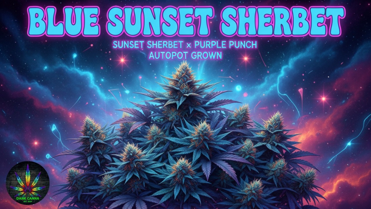 Watch the Blue Sunset Sherbet grow series on YouTube