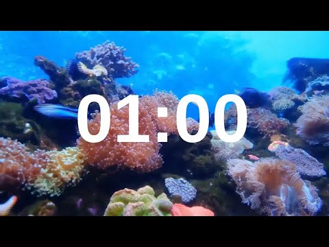 1 Minute Timer Relaxing Music Lofi Fish Background