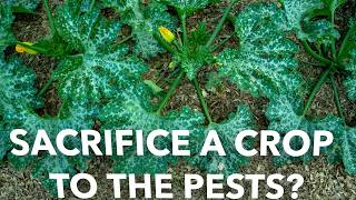 Do Trap Crops Actually Make any Sense?