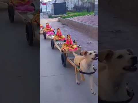 chota Bachha jaan ke #shorts #trending