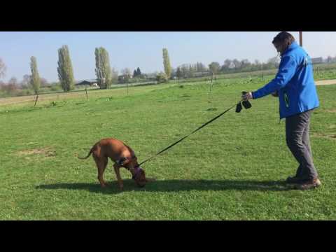 Hondenschool Kersten - Gevorderden Cursus Zondag (Lijanne)