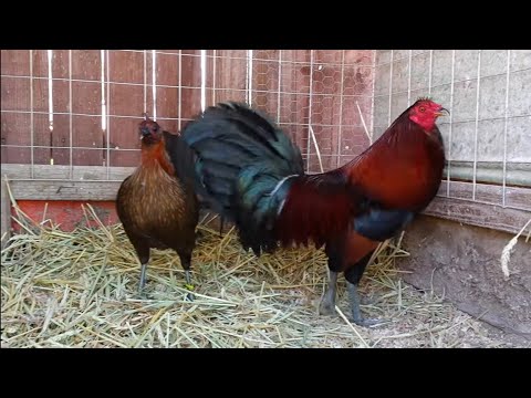 Leiper / Blue Mug Gamefowl Gallos Roosters