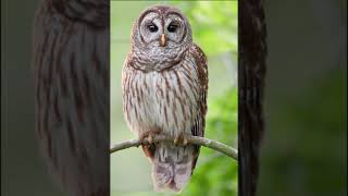 Download lagu suara burung Hantu (owl sound) pengusir tikus mp3