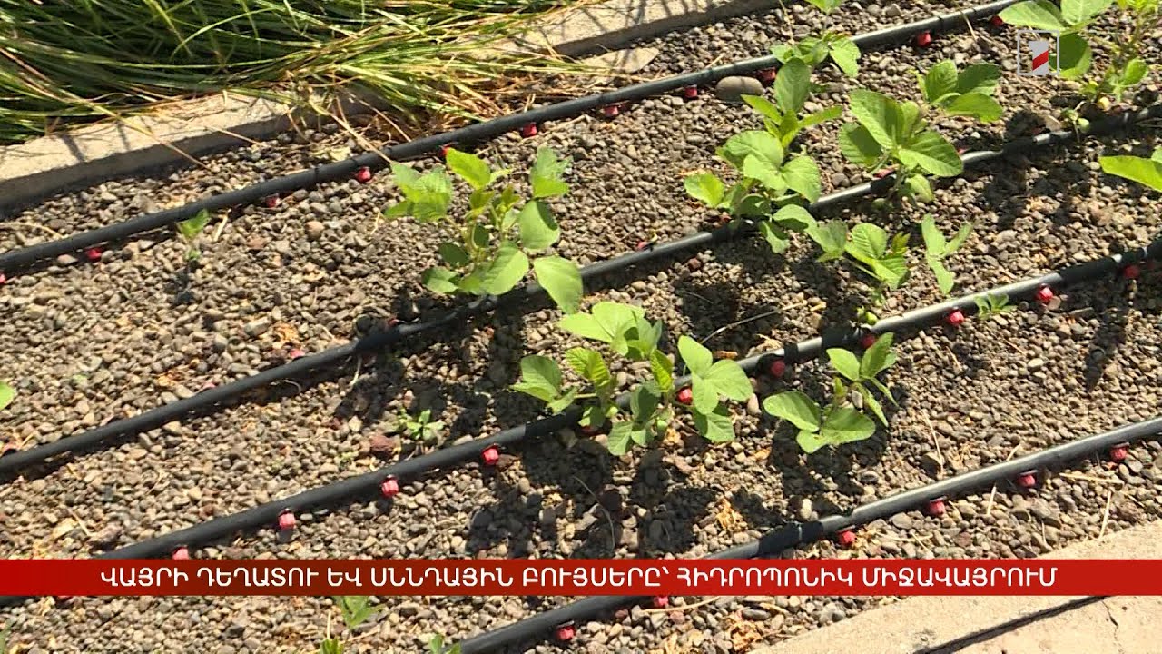 Վայրի դեղատու և սննդային բույսերը՝ հիդրոպոնիկ միջավայրում