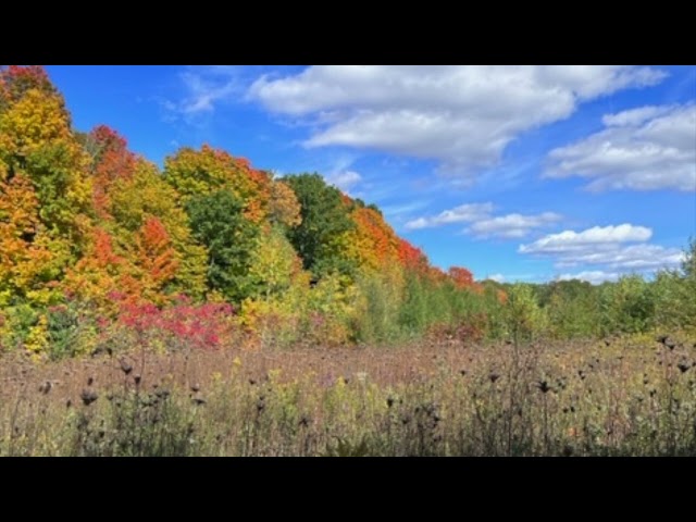 Vídeo relacionado con Being with Dying: Cultivating Compassion and Fearlessness in the Presence of Death