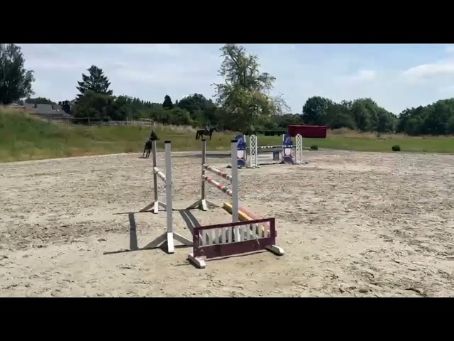 Ernesto Z, hongre de 2015 &agrave; vendre