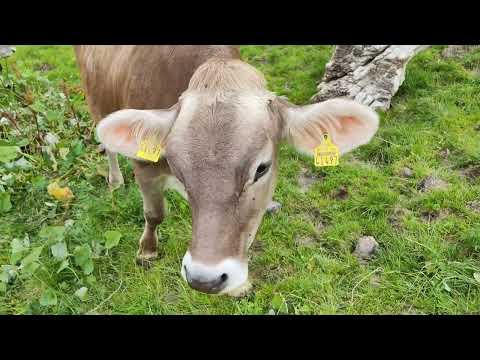 Urlaub im Allgäu  (Trailer 2022)