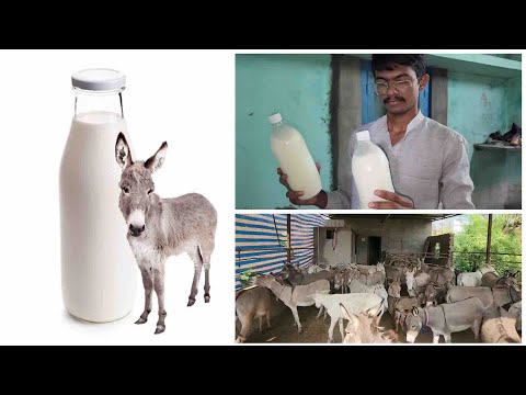 Gujarat Man Sets Up Donkey Farm, Sells Milk Online At Rs 5,000 A Litre