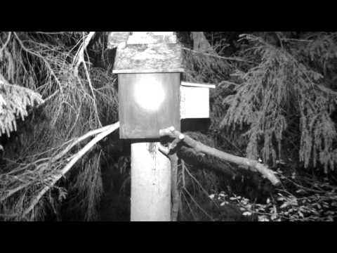 2nd Tawny Owl fledges CJWildlife 01 05 2016 22 25 29