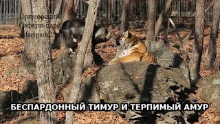 Dmitry Mezentsev, director of Primorsky Safari Park where the two live, confirmed in a statement the animals had got into a fight on Jan. 26.