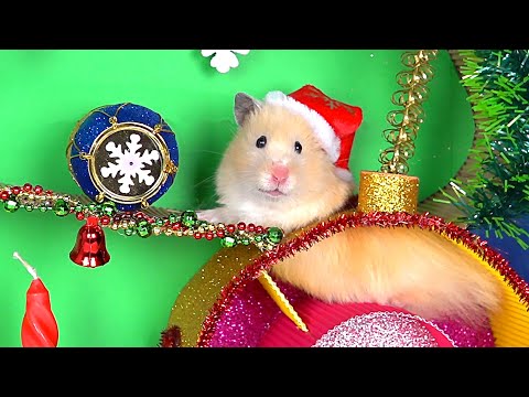 Christmas Tree Maze and Present for Funny Hamster