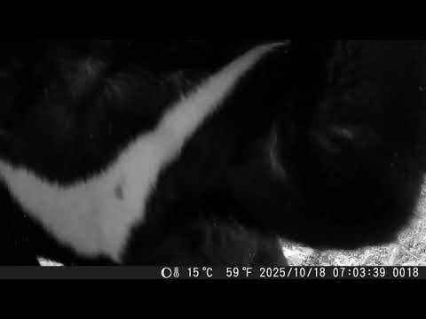林業保育署嘉義分署114年10月間於特富野古道南側森林記錄到臺灣黑熊拍打紅外線相機影像