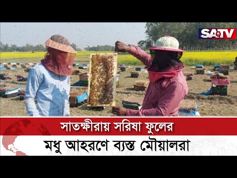 সাতক্ষীরা জেলার সরিষা ফুলের মধু