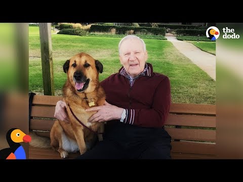 The Empowering Story of Cake: A Dog's Impact on Alzheimer's Patients