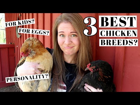 , title : '3 BEST CHICKEN BREEDS | Backyard & Family Flocks | Favorite Poultry Varieties For Beginners | Chicks'
