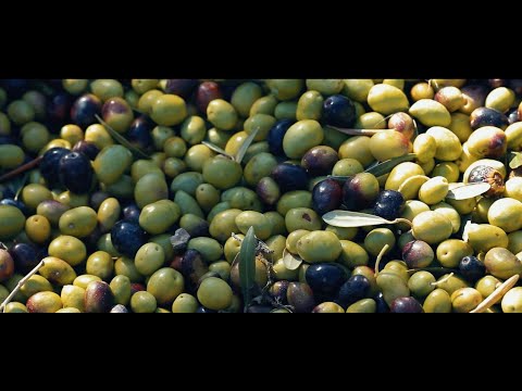 evento elaboración aceite ecologico