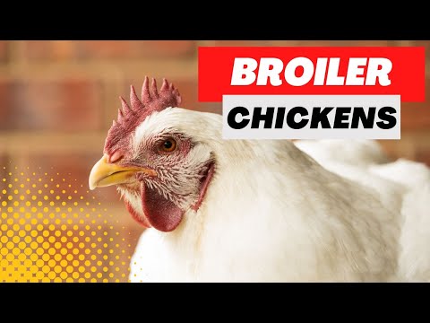 , title : 'Raising Broiler Chickens: Most Productive Broiler Breeds for Meat'