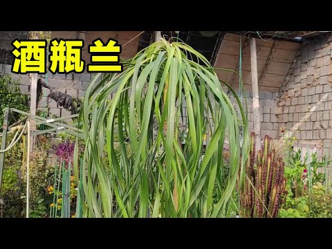 酒瓶兰风水