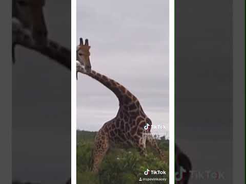 download lagu mp3 mp4 Cidding, download lagu Cidding gratis, unduh video klip Cidding