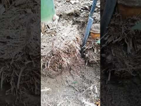 プライバシーヘッジに適した竹の種類は何ですか?非追跡種トップ5！  庭園