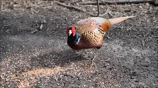 Happy pheasant in the woods