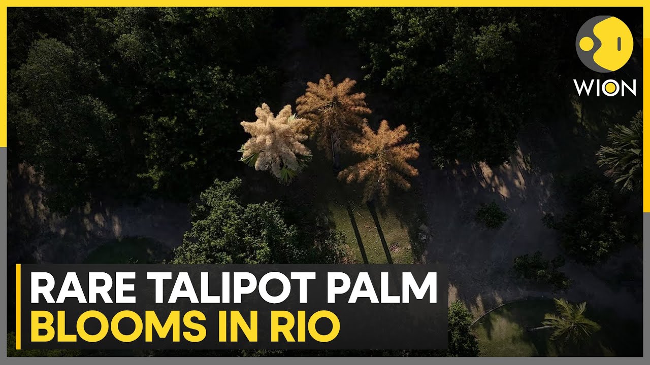 Extraordinary Botanical Spectacle: Talipot Palm Flowers After 60 Years | WION