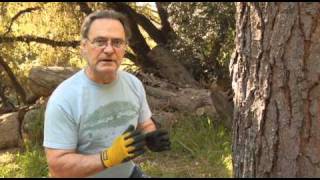 Wood Borer Infestation - Prune Like a Pro