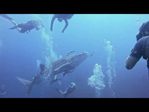 Whale shark
