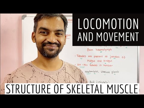 Locomotion and movement | Structure of Skeletal muscle