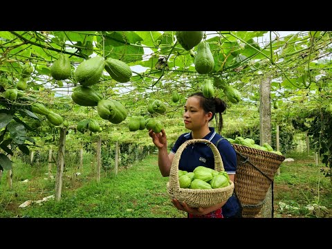 Harvesting Chayote arden goes to the market sell | Lý Thị Ca