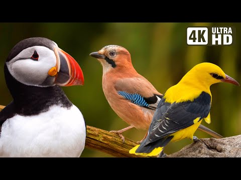 MOST AMAZING BIRDS OF EUROPE | BEAUTIFUL BIRD SONGS | PEACEFUL NATURE MELODIES | ENCHANTING BIRDS