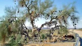 preview picture of video 'The Amboy Shoe Tree: 2006 - 2009'