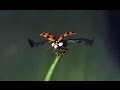 Ladybug flying in slow motion -VERY COOL TO WATCH - Amazing slow motion of Ladybug.