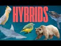 Incredible Hybrid Animals Wholphins Grolar Bears Ligers And More