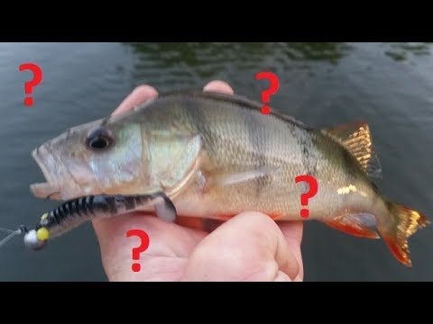 Wie findet man die Barsche ? Barschangeln im Kayak