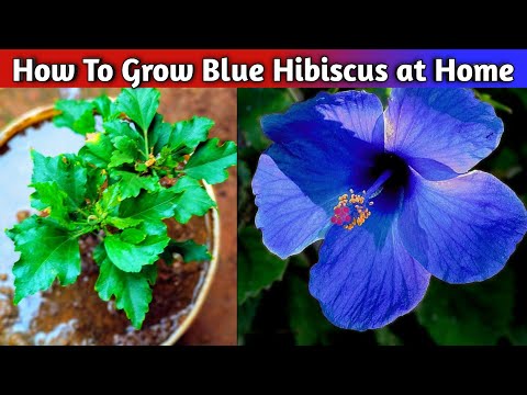download lagu mp3 mp4 Blue Hibiscus Care, download lagu Blue Hibiscus Care gratis, unduh video klip Blue Hibiscus Care
