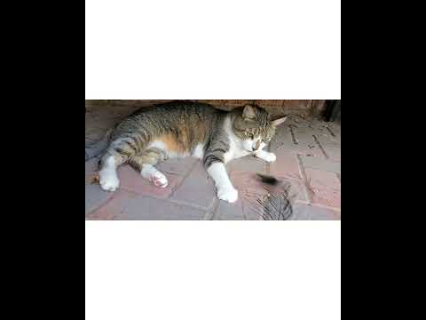 Crystal the Pet Nanny. LLC video.