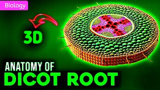 INTERNAL STRUCTURE OF DICOT ROOT || 3D ANIMATION ||