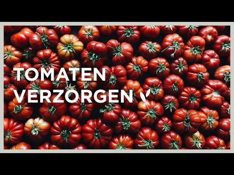 , title : 'Tomaten verzorgen in de zomer | Dieven, opbinden en bloemen bestuiven'