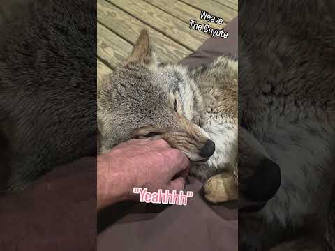 GRUMPY PUPPY!🐺 #coyote #weavethecoyote #wildlife #nature #cute #animals #dog #cat #love #pets #pet 
