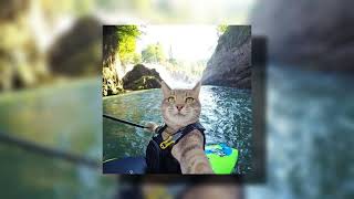 Cover art for Immortal