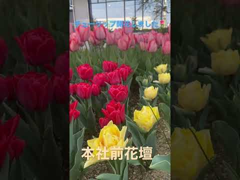 園芸 フォスターのチューリップ