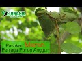 Is It Dangerous There S A Weaver Ant Nest In A Grape Tree