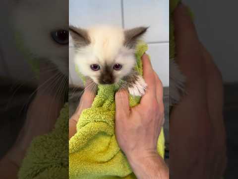 The other kitten also had her first bath #pets #kitten #cats #cat #animals #cat